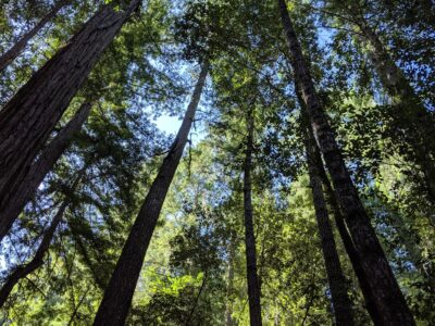 Trees